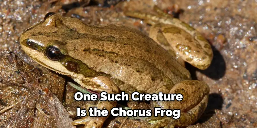 One Such Creature 
Is the Chorus Frog