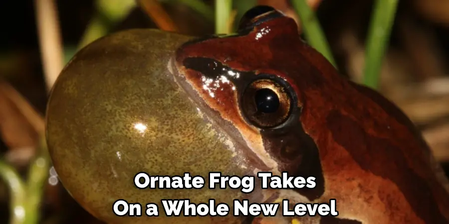 Ornate Frog Takes 
On a Whole New Level