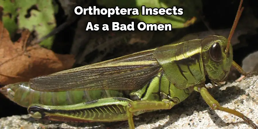 Orthoptera Insects 
As a Bad Omen