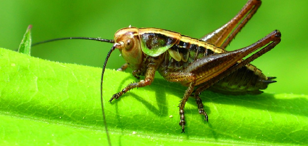 Orthoptera Spiritual Meaning