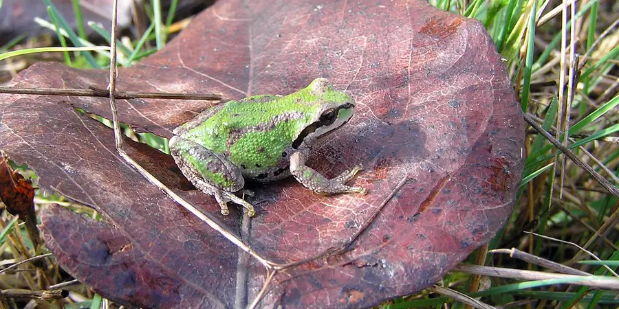 Pacific Treefrog Spiritual Meaning