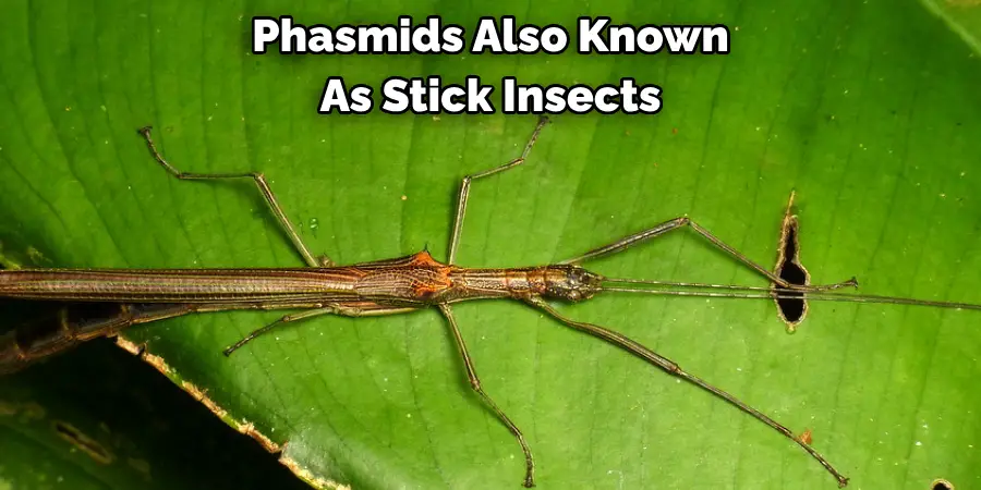 Phasmids, Also Known 
As Stick Insects