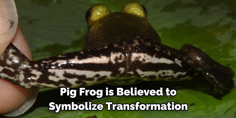 Pig Frog is Believed to 
Symbolize Transformation