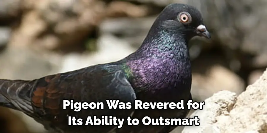 Pigeon Was Revered for 
Its Ability to Outsmart