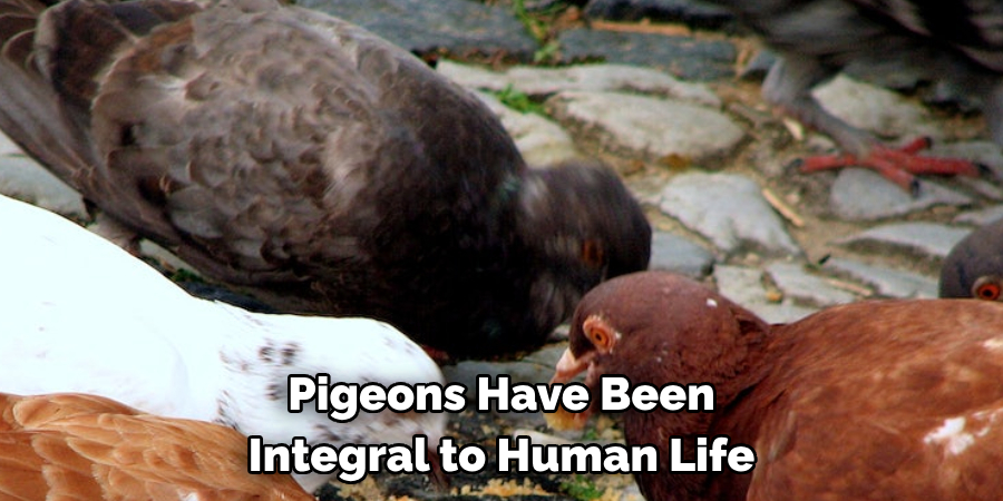 Pigeons Have Been 
Integral to Human Life