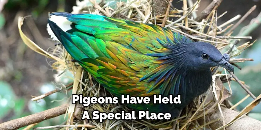 Pigeons Have Held 
A Special Place