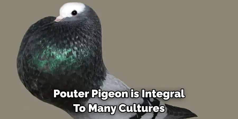 Pouter Pigeon is Integral 
To Many Cultures 
