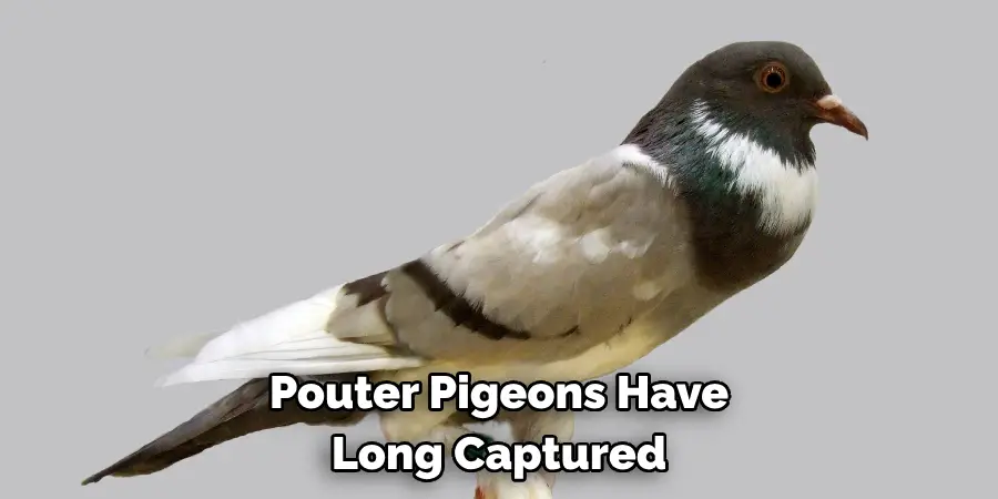 Pouter Pigeons Have 
Long Captured
