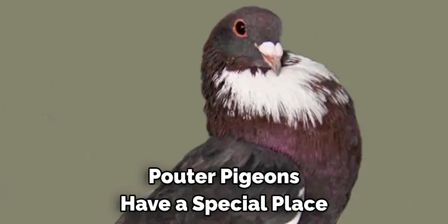 Pouter Pigeons Have a Special Place