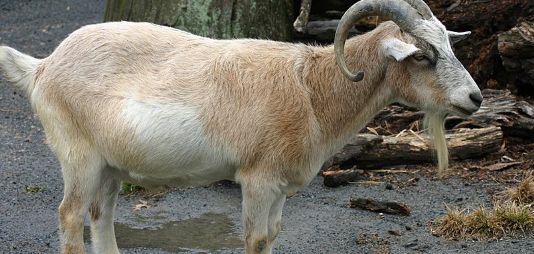 Pygmy Goat Spiritual Meaning