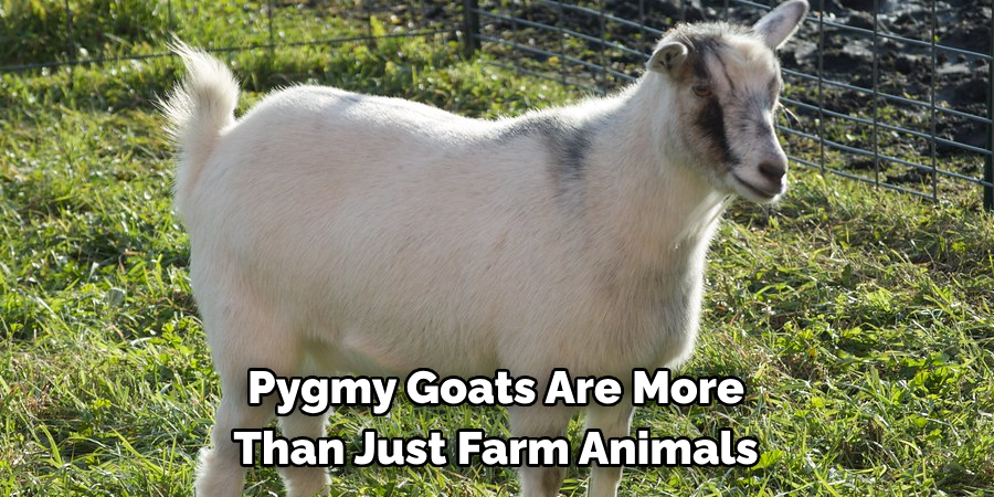 Pygmy Goats Are More 
Than Just Farm Animals