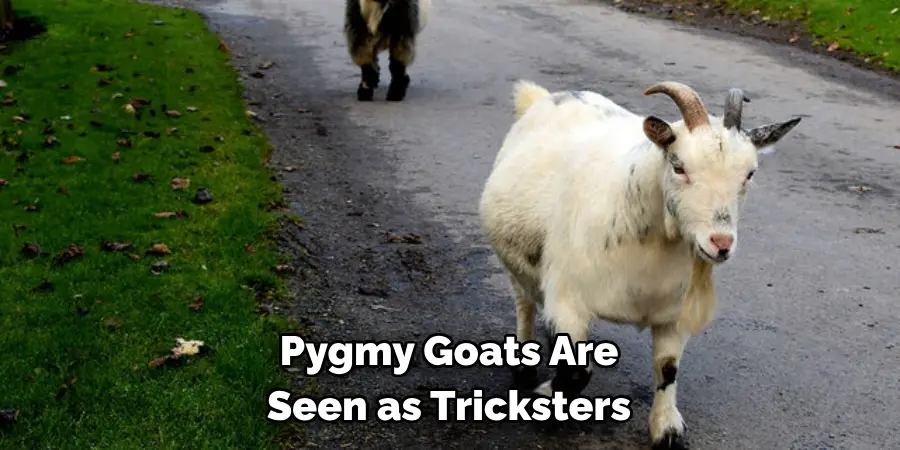 Pygmy Goats Are 
Seen as Tricksters