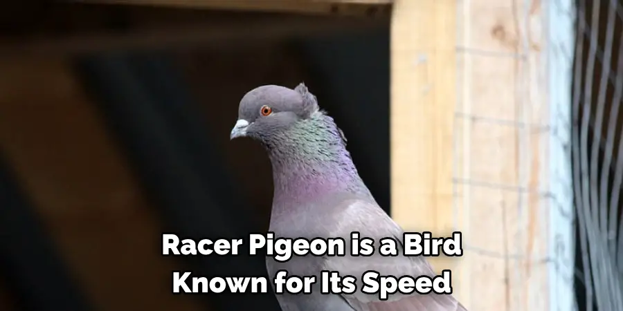 Racer Pigeon is a Bird
Known for Its Speed