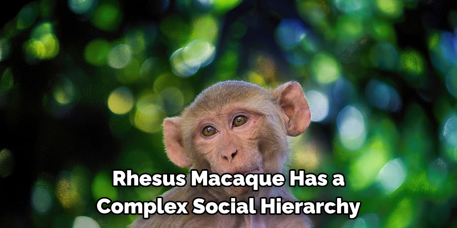 Rhesus Macaque Has a 
Complex Social Hierarchy