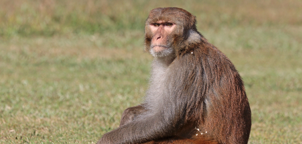 Rhesus Macaque Spiritual Meaning