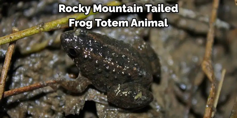Rocky Mountain Tailed 
Frog Totem Animal