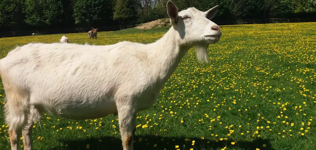 Saanen Goat Spiritual Meaning