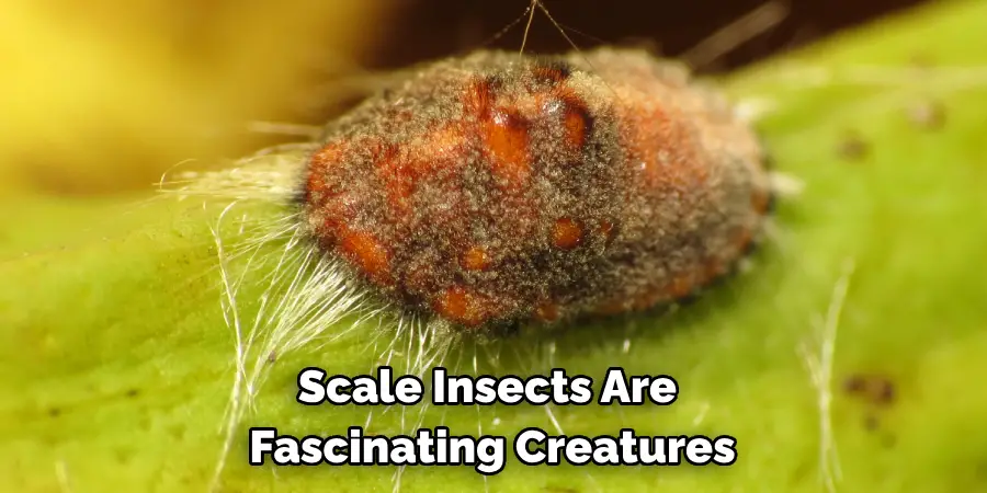Scale Insects Are 
Fascinating Creatures