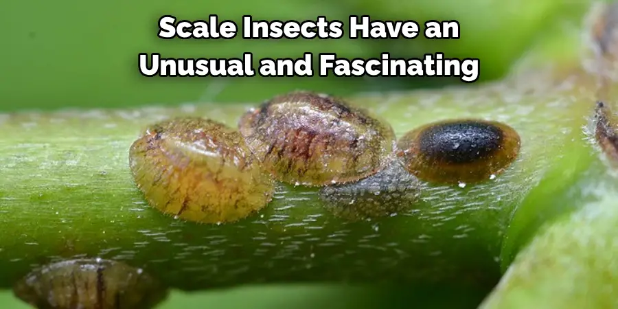 Scale Insects Have an 
Unusual and Fascinating