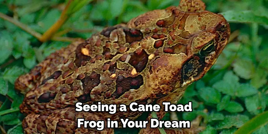 Seeing a Cane Toad Frog in Your Dream