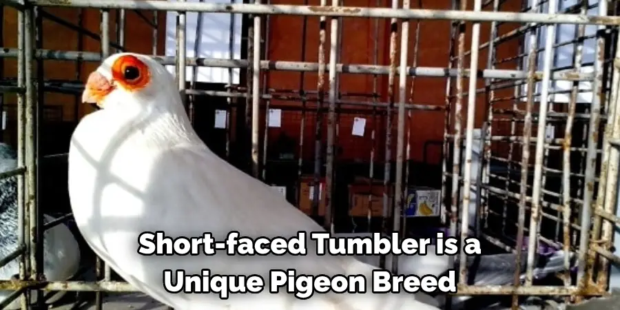 Short-faced Tumbler is a 
Unique Pigeon Breed