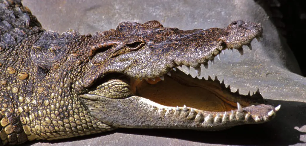 Siamese Crocodile Spiritual Meaning