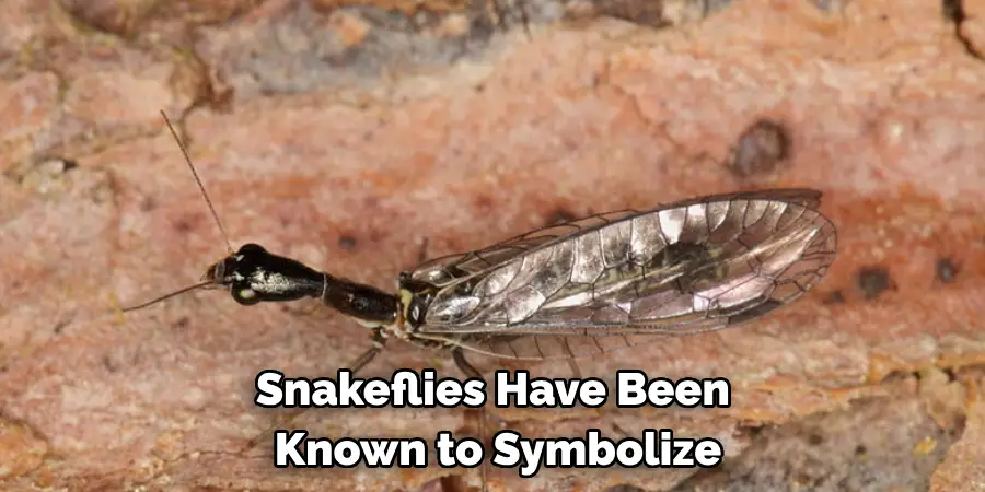 Snakeflies Have Been 
Known to Symbolize