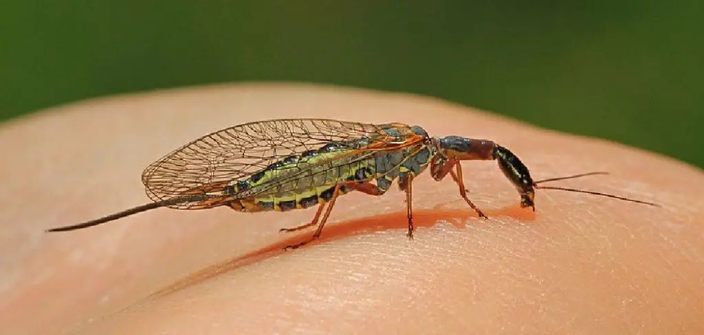 Snakefly Spiritual Meaning