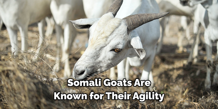 Somali goats are known for their agility
