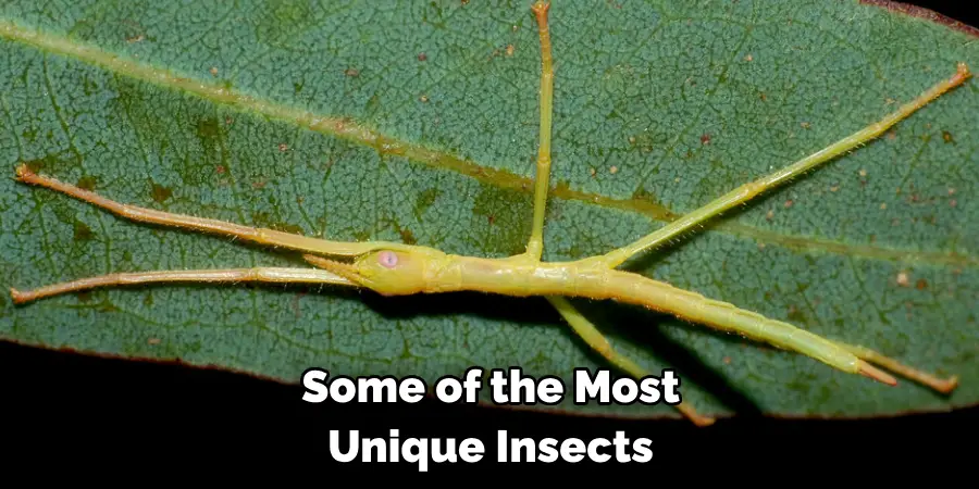 Some of the Most 
Unique Insects