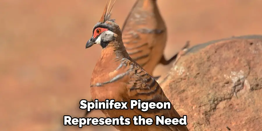 Spinifex Pigeon 
Represents the Need