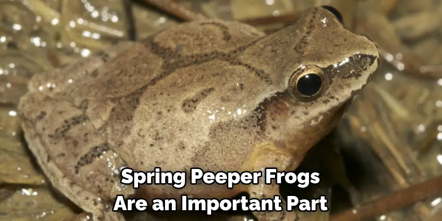 Spring Peeper Frogs 
Are an Important Part