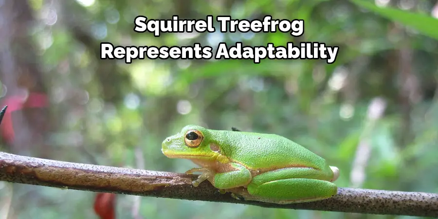 Squirrel Treefrog Represents Adaptability