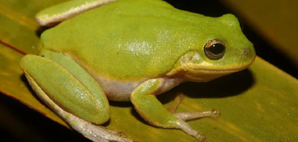 Squirrel Treefrog Spiritual Meaning