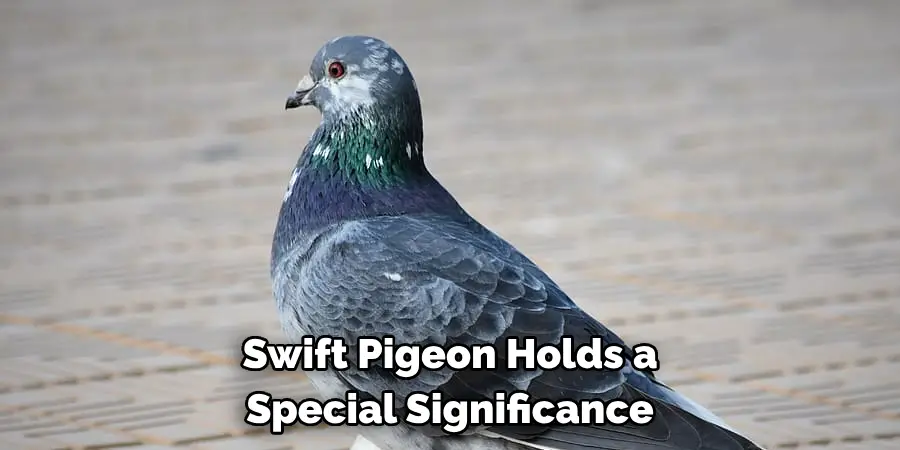 Swift Pigeon Holds a 
Special Significance
