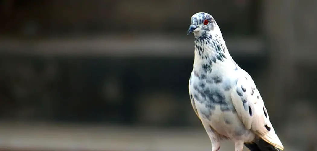 Swift Pigeon Spiritual Meaning