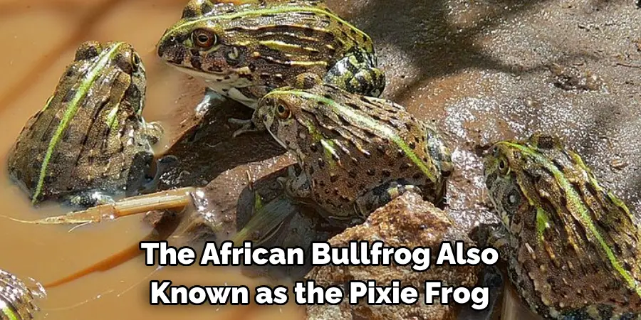 The African Bullfrog Also 
Known as the Pixie Frog