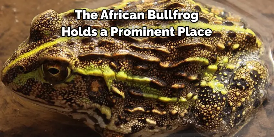 The African Bullfrog
Holds a Prominent Place