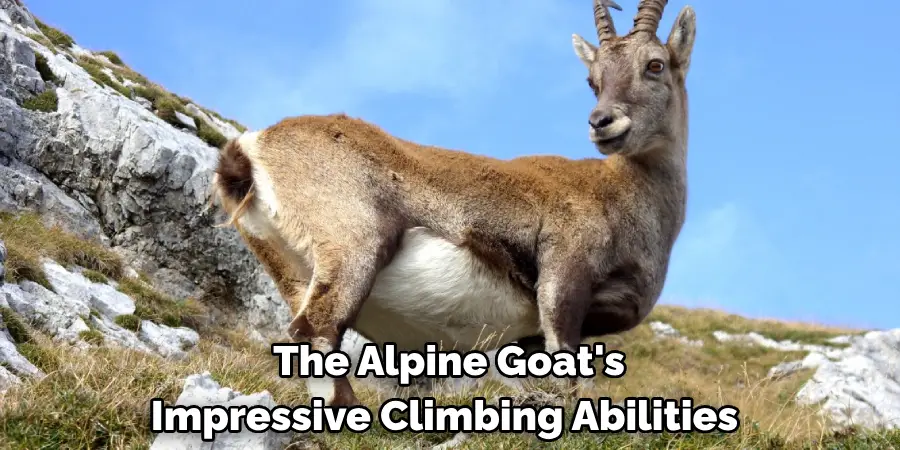 The Alpine Goat's 
Impressive Climbing Abilities 