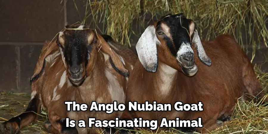 The Anglo Nubian Goat 
Is a Fascinating Animal