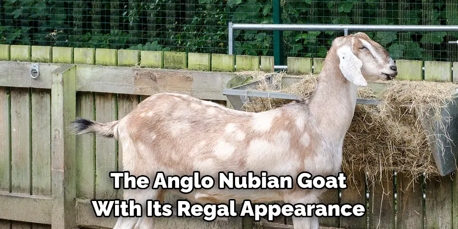 The Anglo Nubian Goat
With Its Regal Appearance