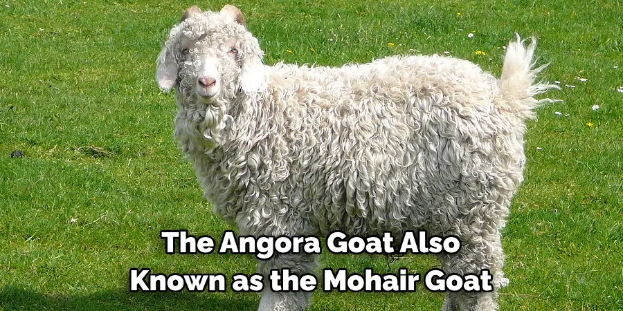 The Angora Goat Also 
Known as the Mohair Goat