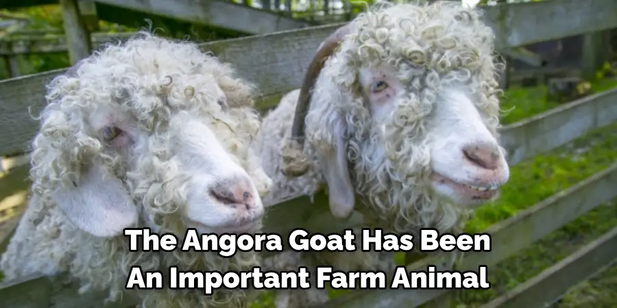 The Angora Goat Has Been 
An Important Farm Animal