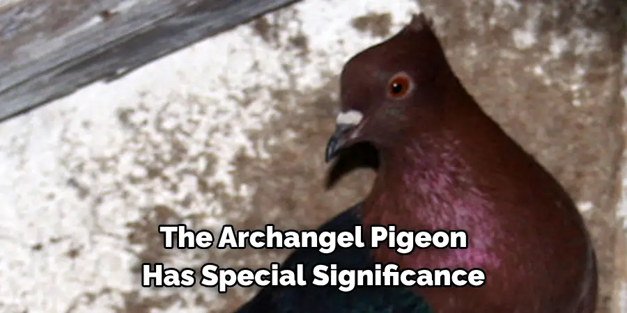 The Archangel Pigeon 
Has Special Significance