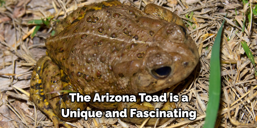 The Arizona Toad is a 
Unique and Fascinating