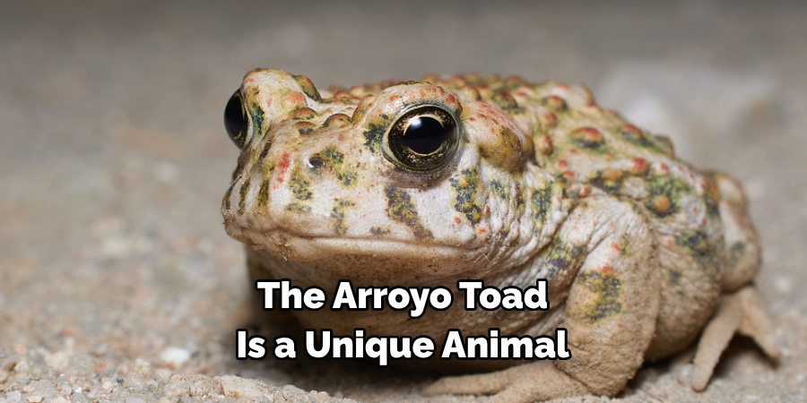 The Arroyo Toad 
Is a Unique Animal 