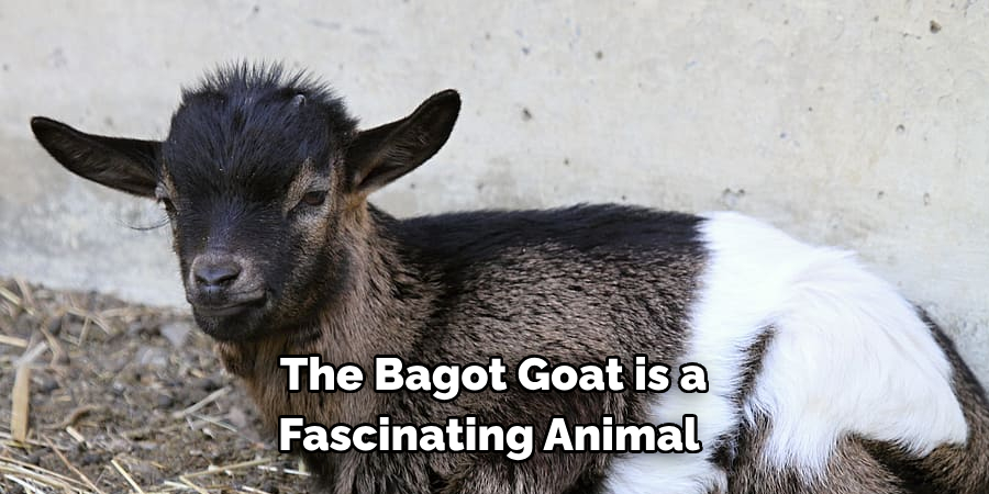 The Bagot Goat is a 
Fascinating Animal 