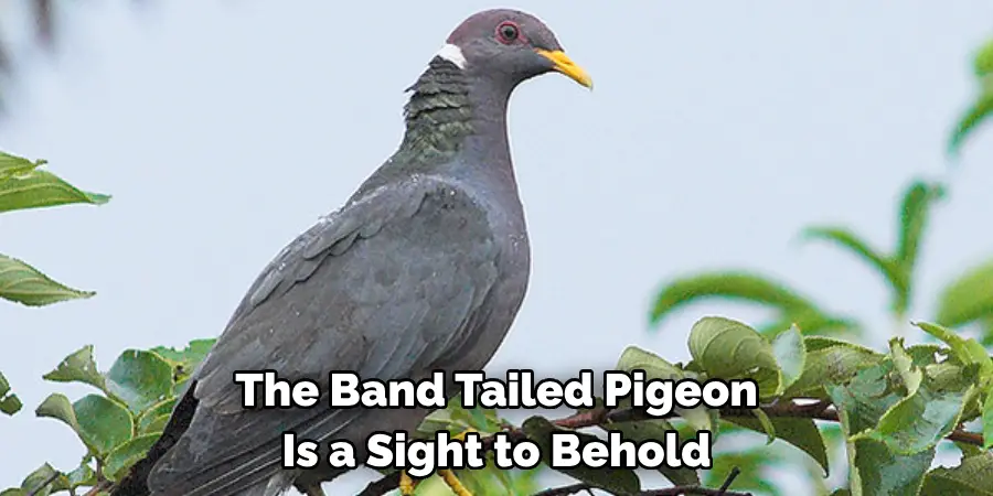 The Band Tailed Pigeon 
Is a Sight to Behold