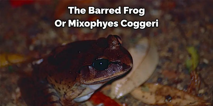 The Barred Frog
Or Mixophyes Coggeri