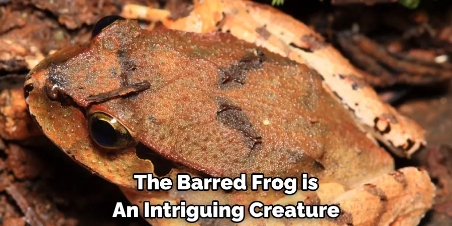 The Barred Frog is 
An Intriguing Creature